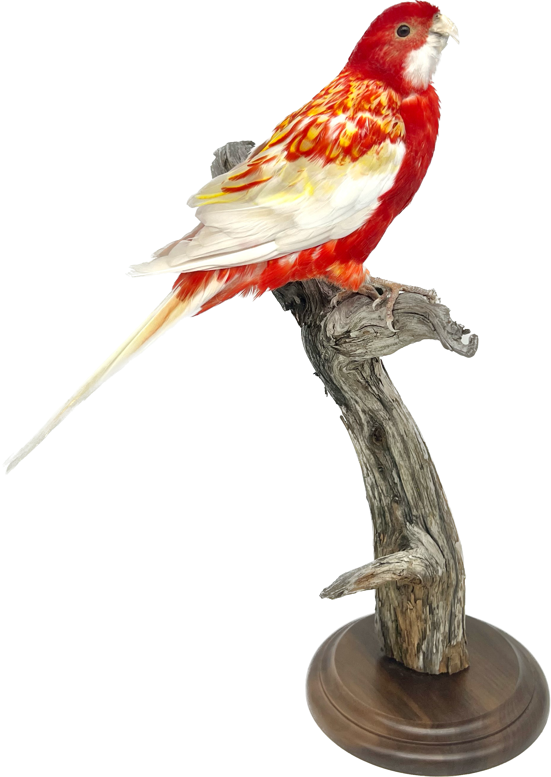 Rosella bird for sale on sale