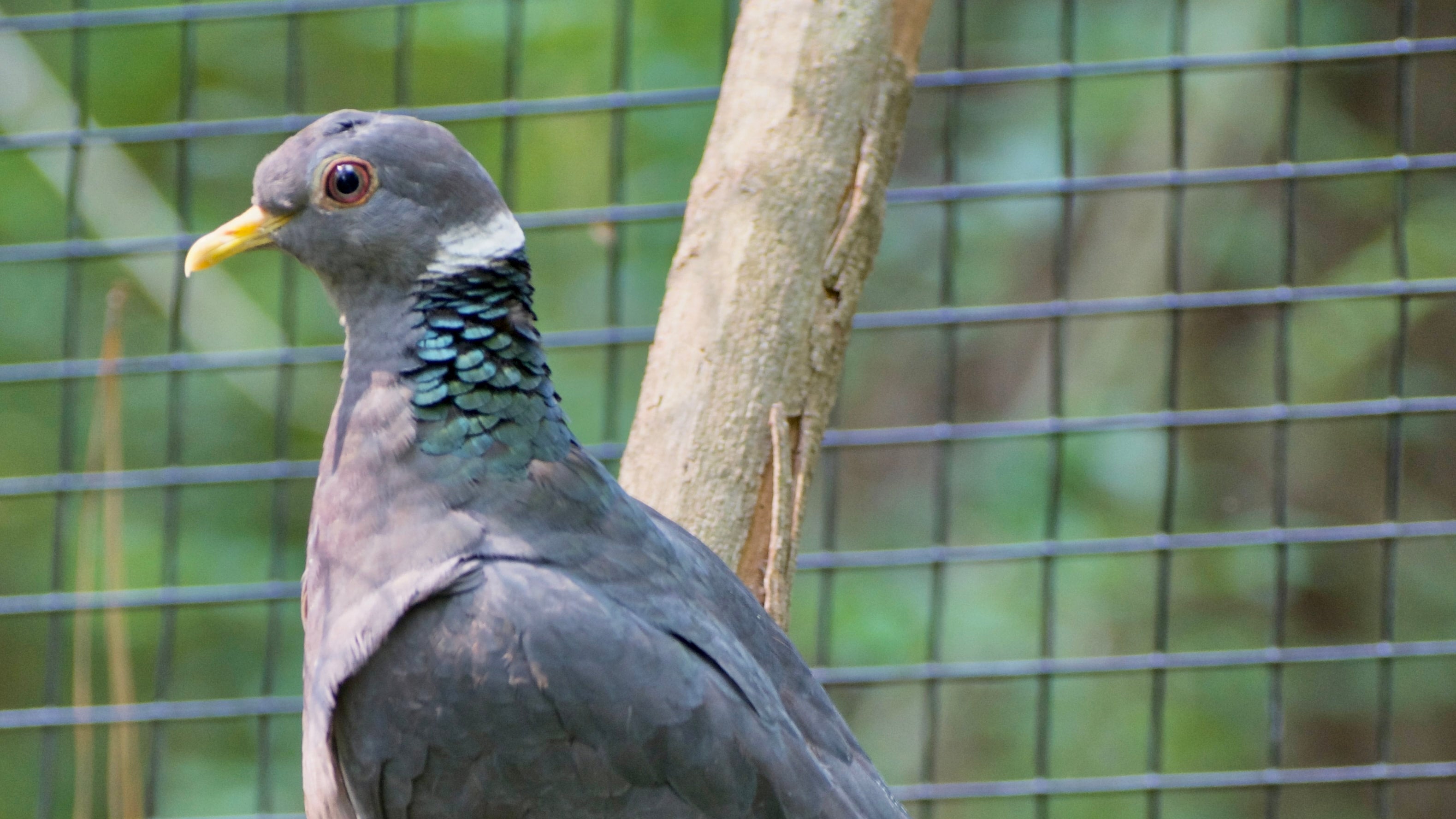 Birding: The band-tailed pigeon: Fast on the wing | Wildlife, Fishing and  Outdoors | chinookobserver.com